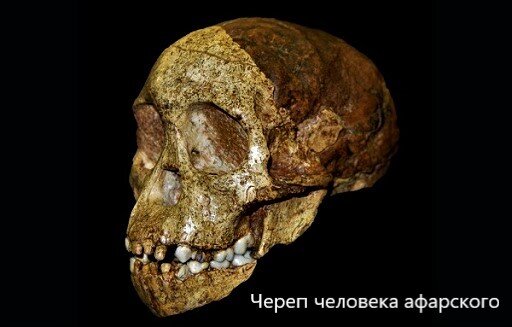 Череп Australopithecus afarensis