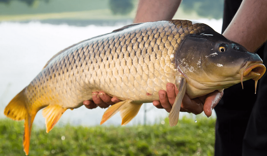 Гришка, то с тем, то сазаном!