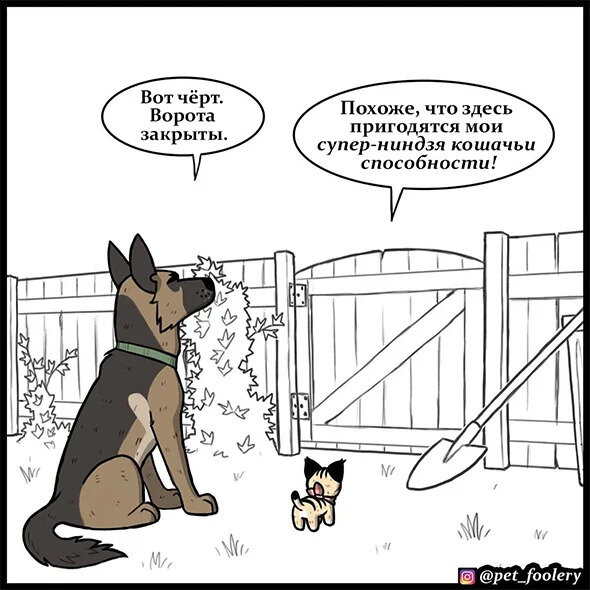 Кадр из недавнего выпуска "Пикси и Брут", Источник: zen.yandex.ru/comichub, instagram.com/pet_foolery/