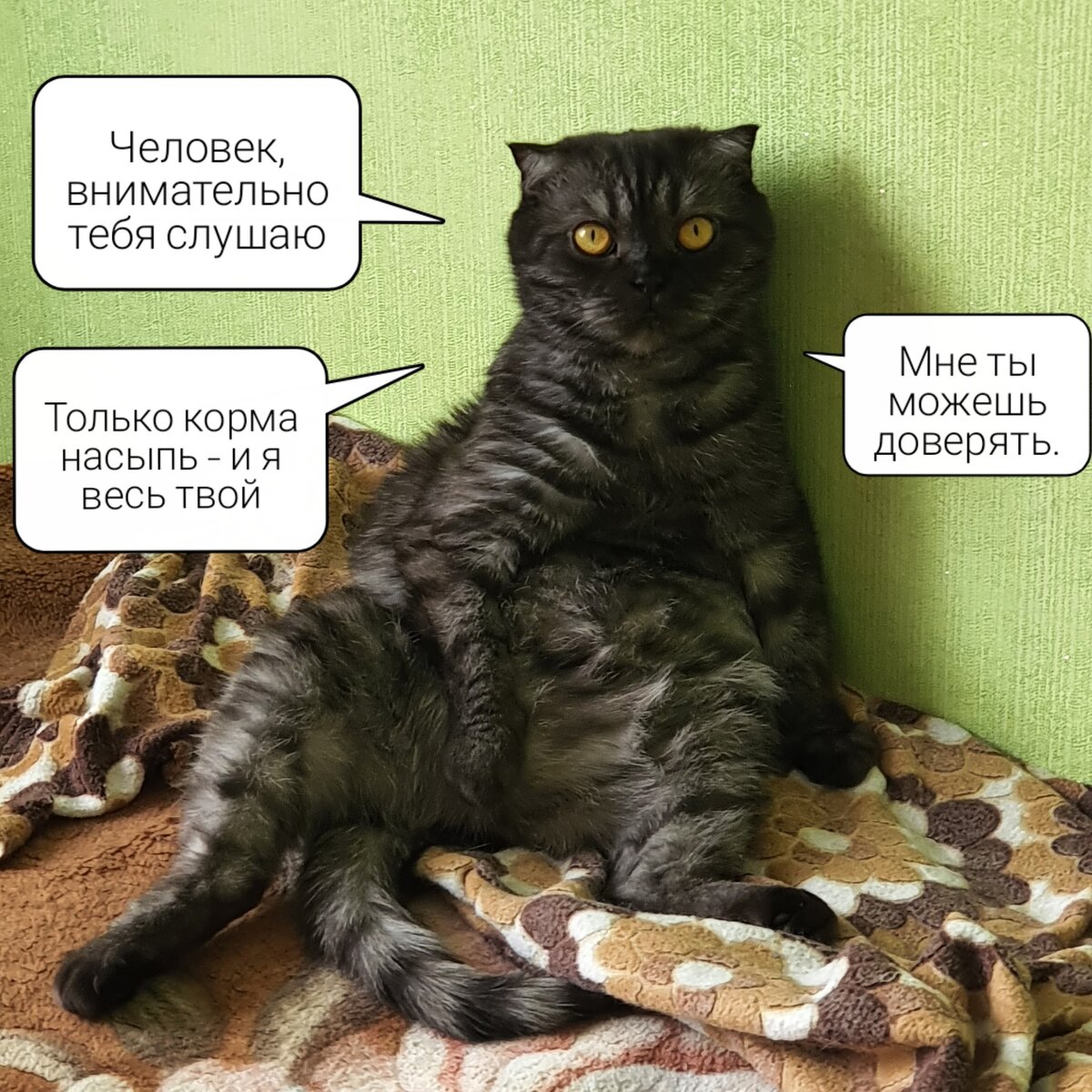 Мурчал точики