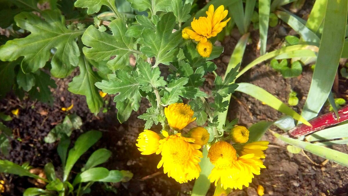 Бутоны только начали распускаться.