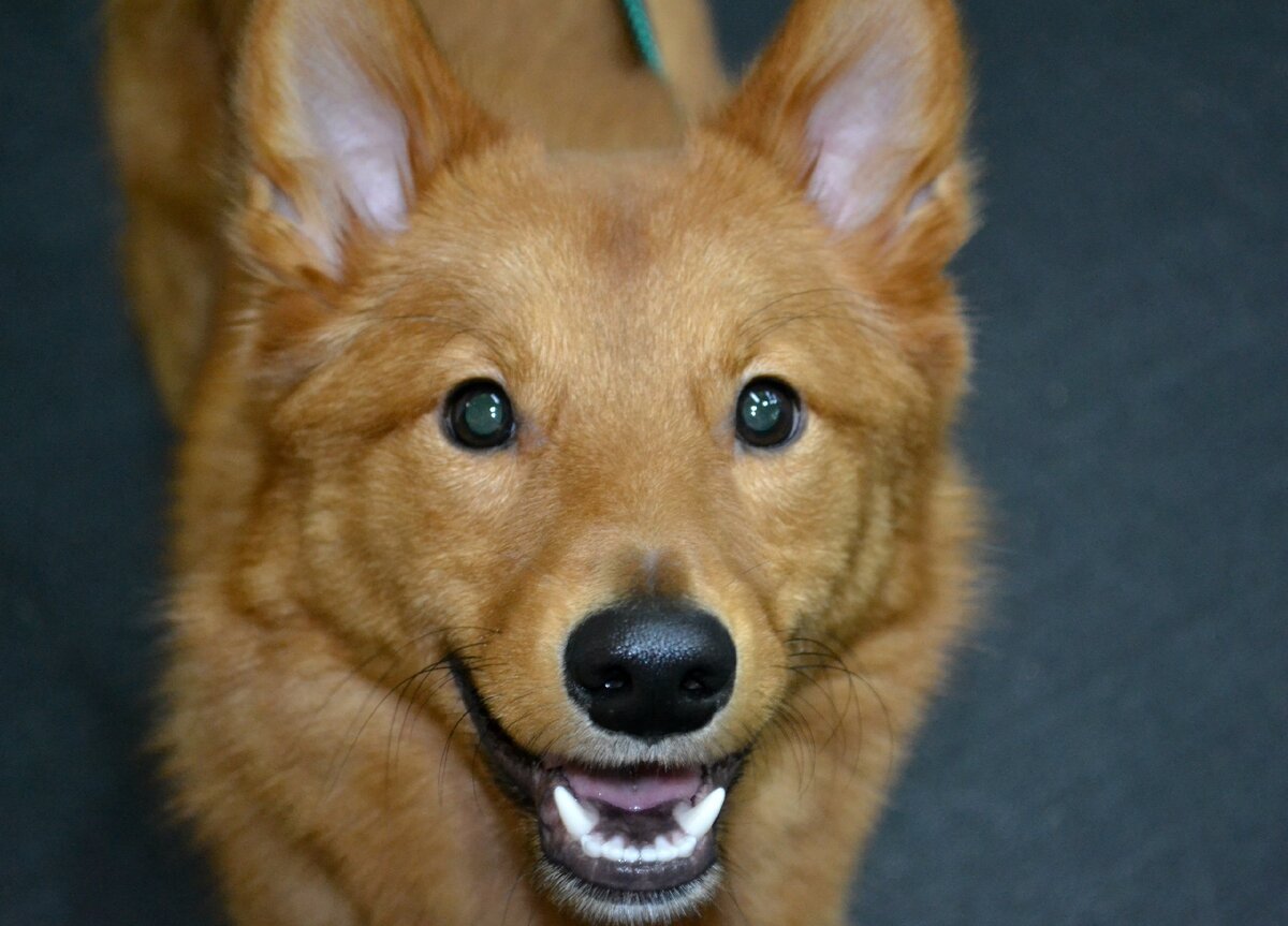 Иртус на занятиях в Догги-центре