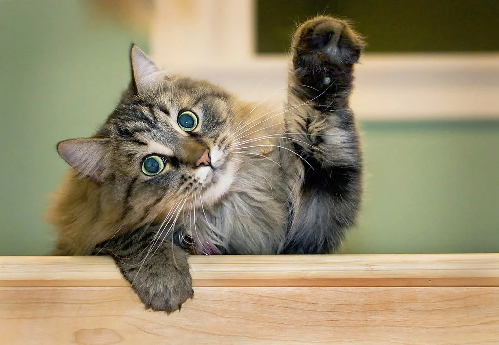 Сделай про котиков. Мемы с котиками. Сделай про котиков. Цитаты про кошек. Мемы с котами.