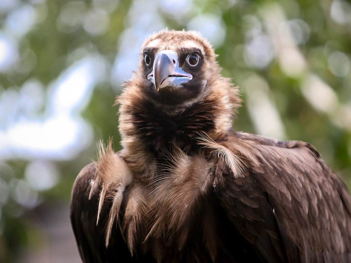 Воин. Свеча. Гриф.