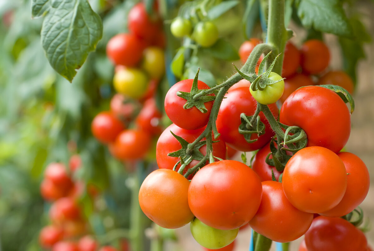 🍅 Как вырастить помидоры дома, помидоры на подоконнике