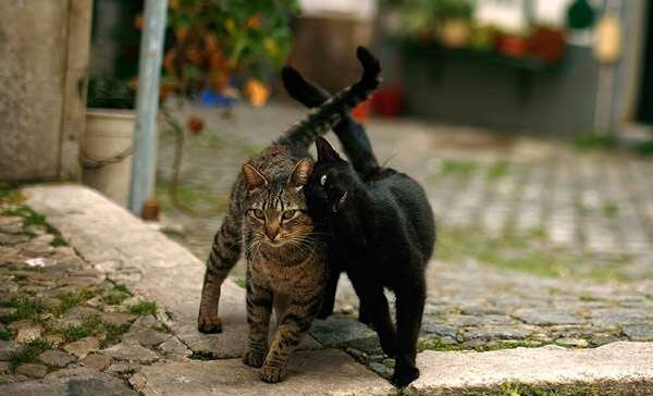 Источчник: zooclub