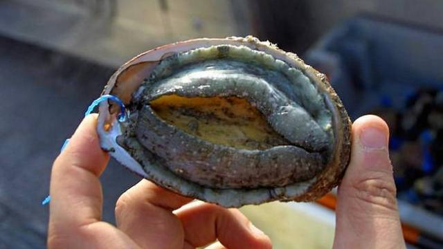 Морское ухо: Тот, кого мы едим, кем лечимся, кого носим на теле8