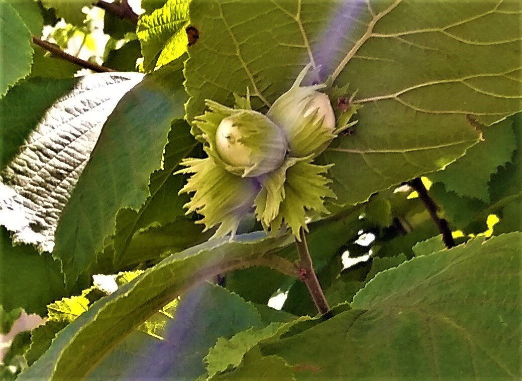 Фундук фото ореха на дереве