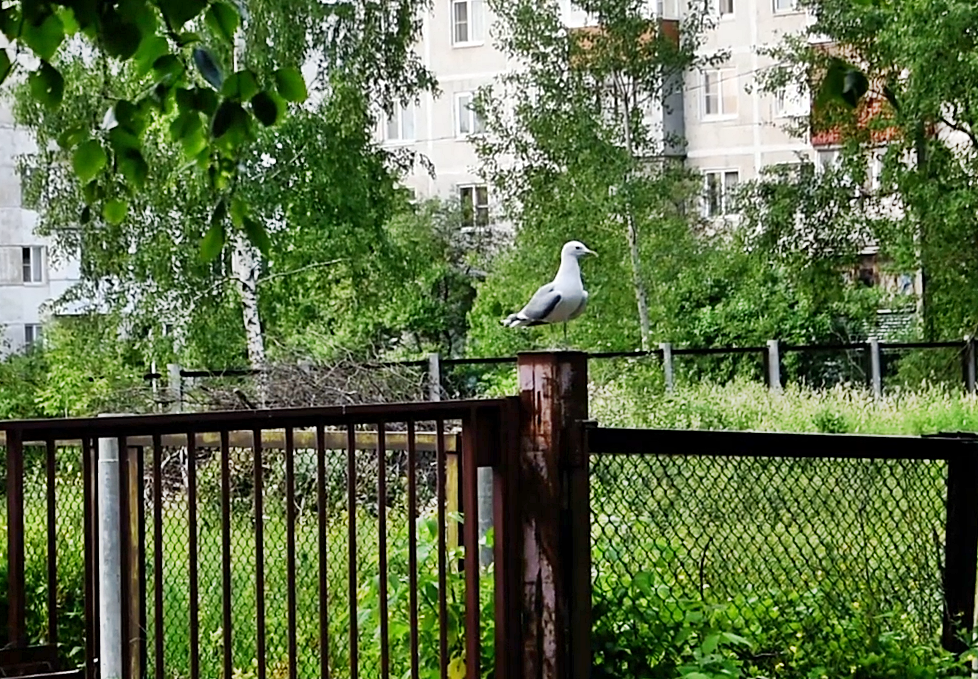Как орёл на вершине горы