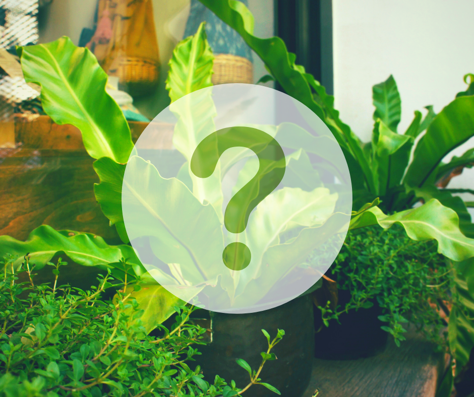 Коллаж сделан в приложении Canva 