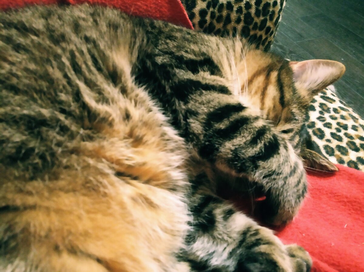 Ёс очень часто спит в такой позе (фото автора)