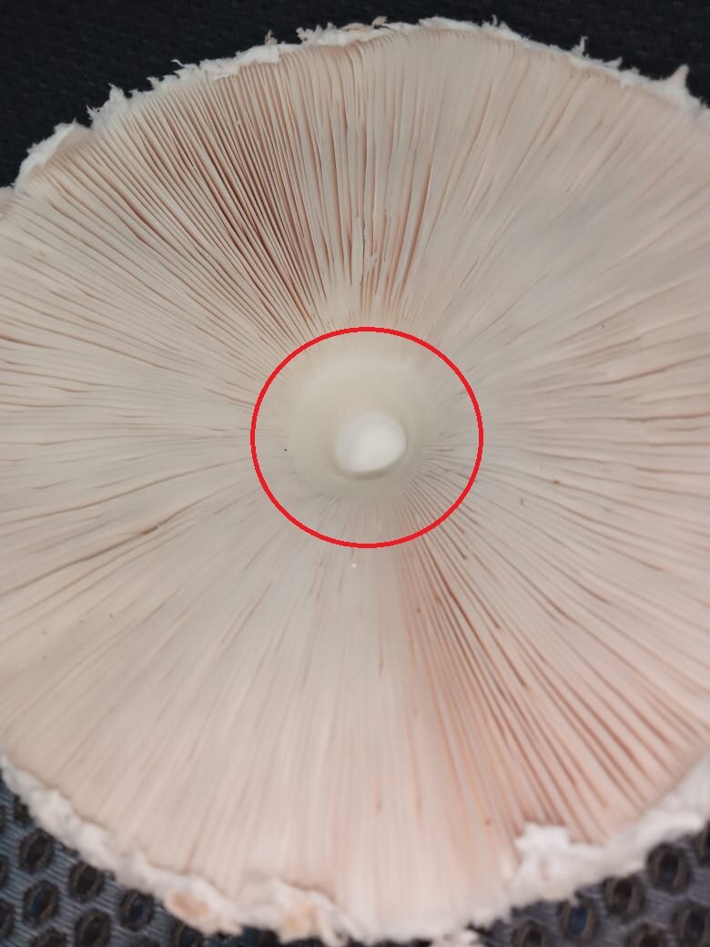 Хрящевое кольцо у съедобных зонтов