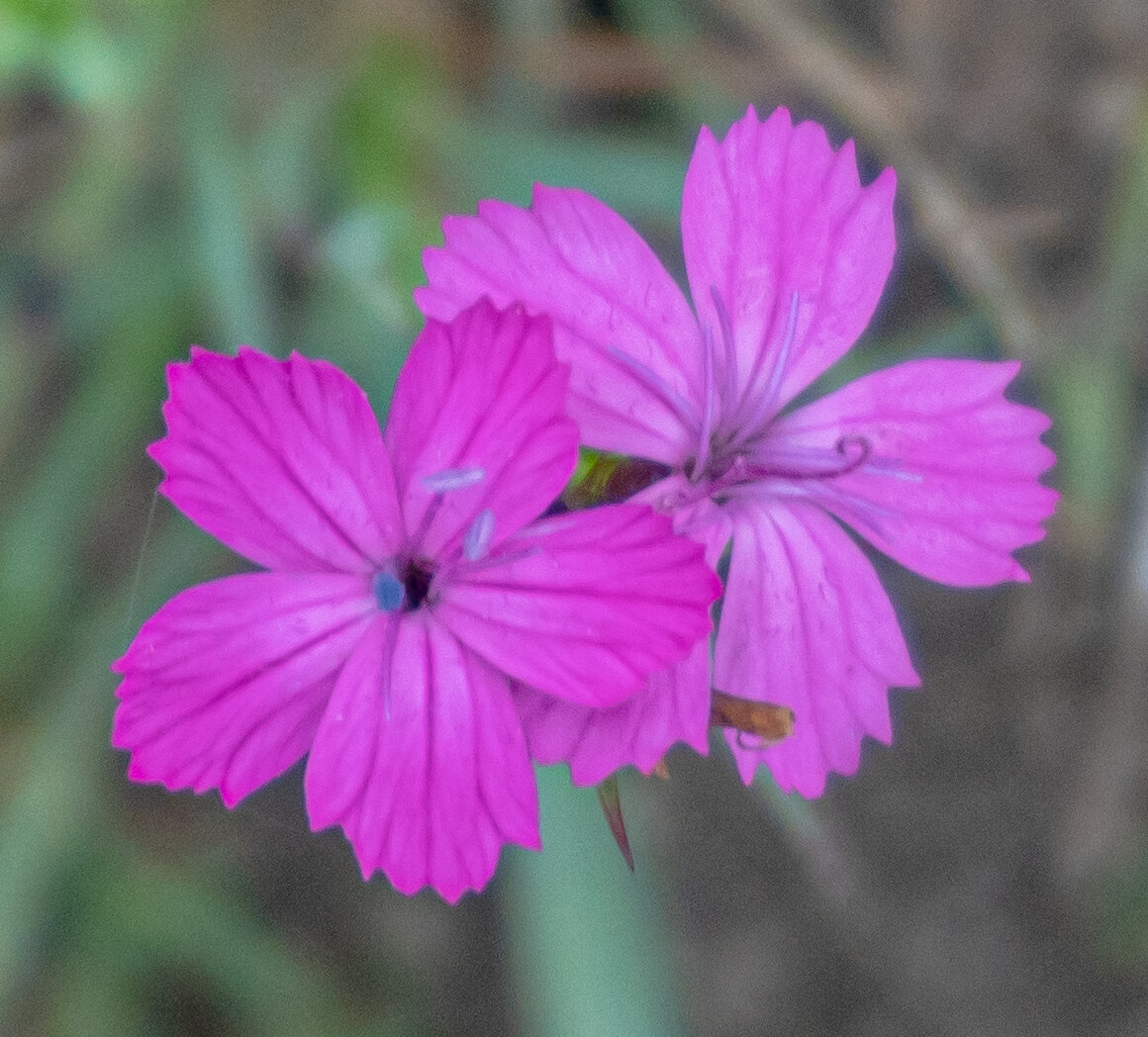 Dianthus Arabella Purple гвоздика