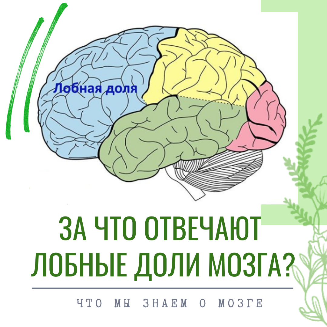 Лобный мозг. Лобная доля. Доли мозга. За что отвечает лобная доля мозга. Лобная доля мозга доли.