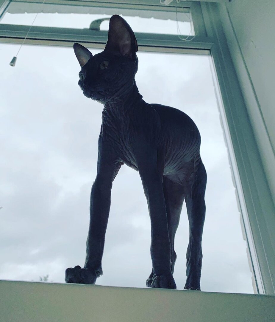 Ноги длиннее твоего будущего