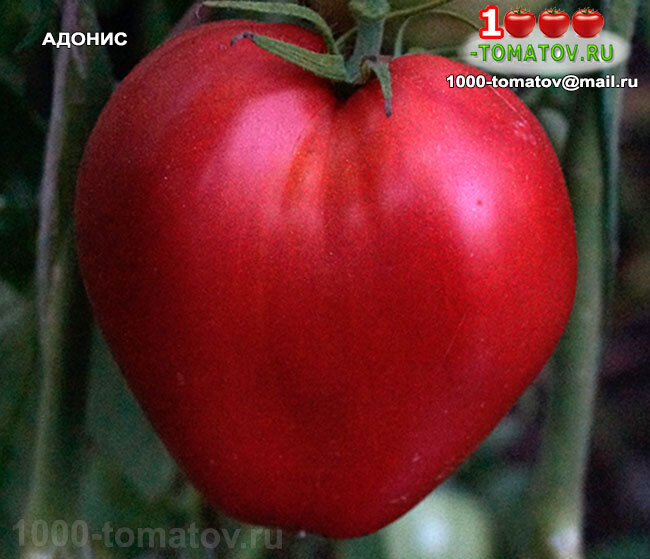 ТОМАТЫ – СТАРИННЫЕ УРОЖАЙНЫЕ СОРТА ч.1 | 1000 томатов | Дзен
