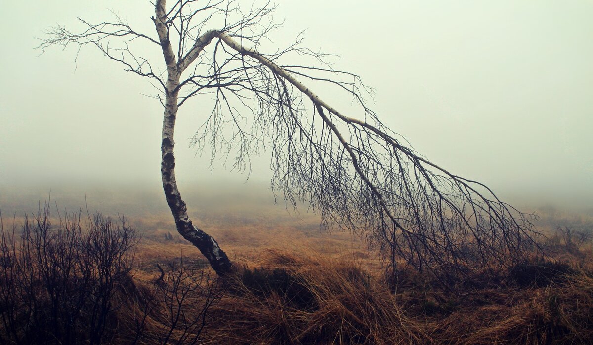 изображение с сайта pixabay.com