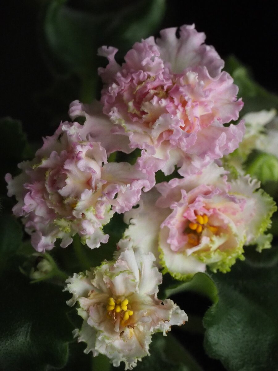 Злато Скифов.