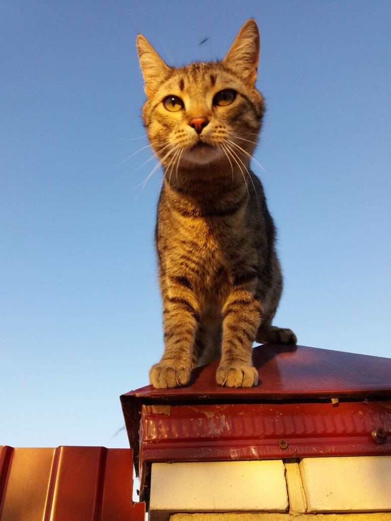 Country cats. Кошачьи. Страна котов. Кошачья Страна.