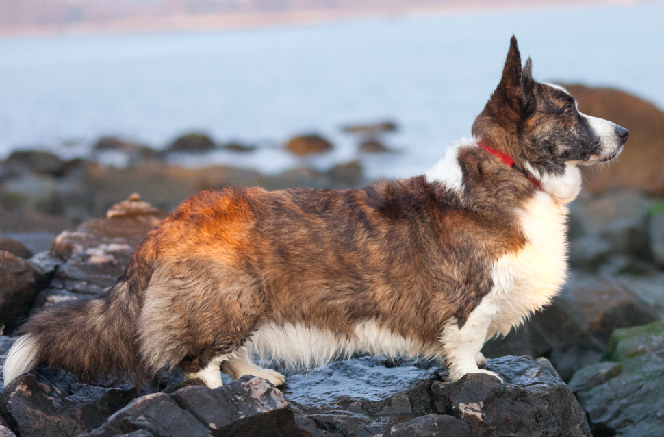 Вельш-корги-кардиган https://upload.wikimedia.org/wikipedia/commons/7/7b/Cardigan_Welsh_Corgi%2C_Profile.png       