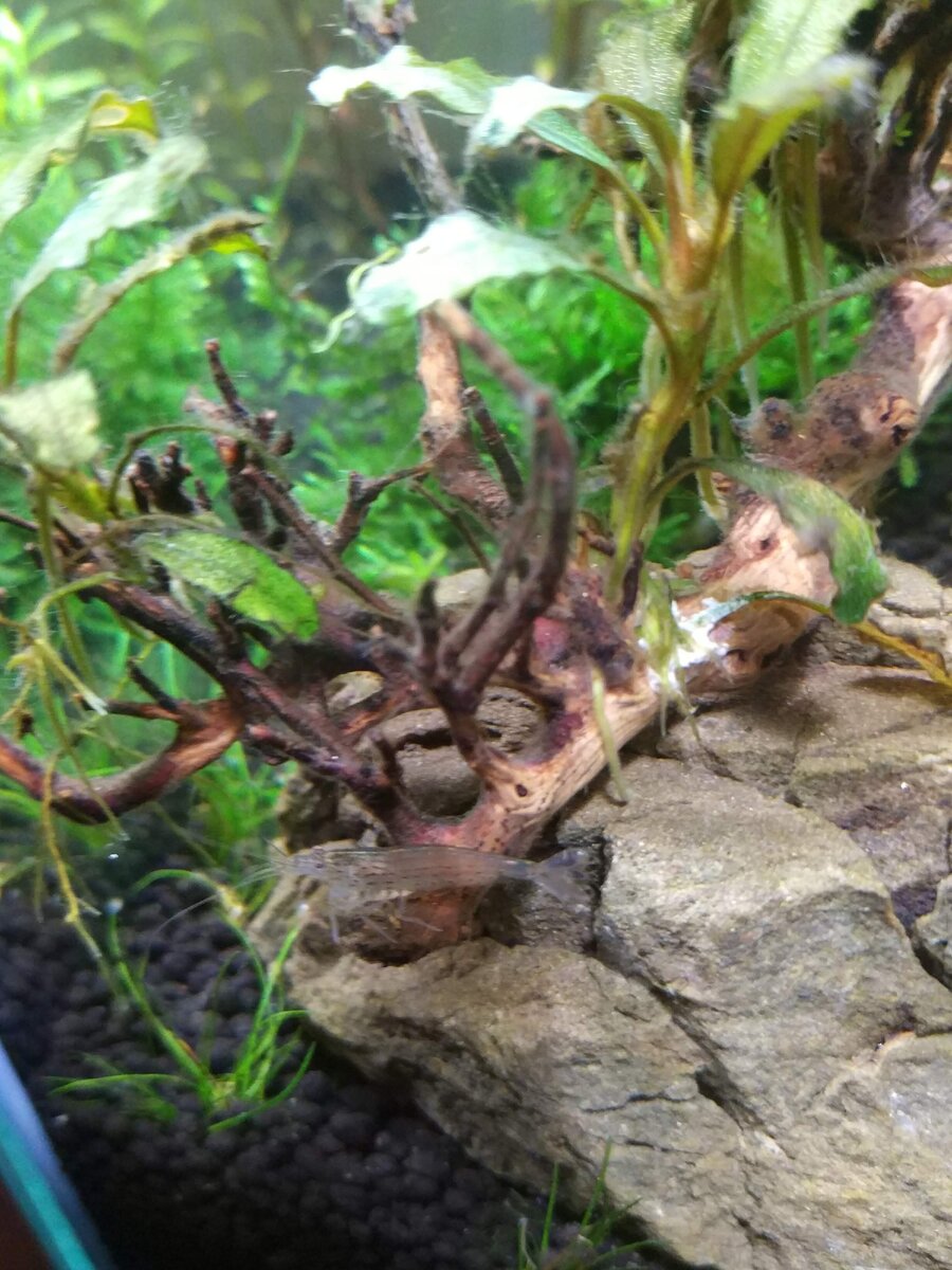 Та самая креветка Амано