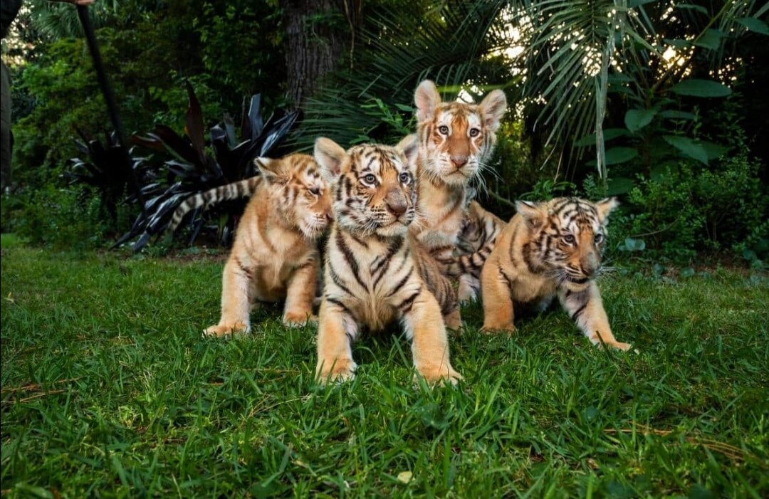 Эти тигренки и львята были сфотографированы в отеле Bhagavan «Doc» Antle’s Tiger.