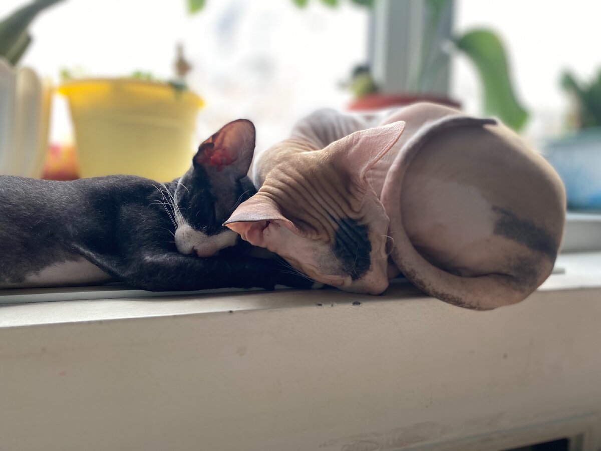 Они позволят себя любить и они достойны этого