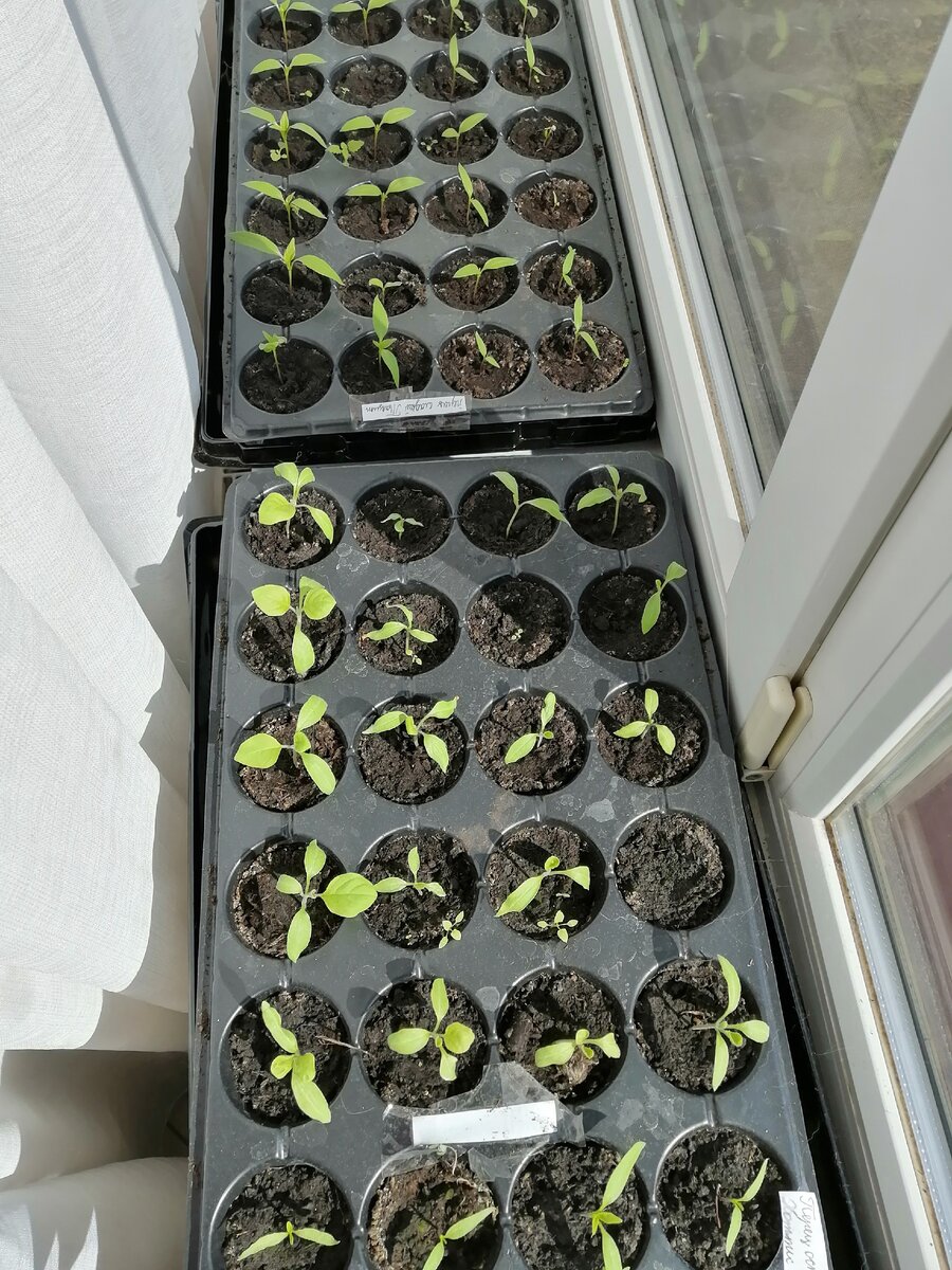 пока посадила перец и баклажаны, помидоры рано еще, теплицы пока у нас нет, поэтому все в грунт