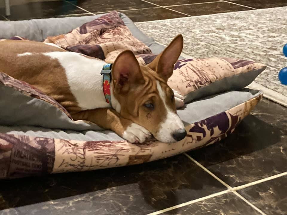 Детёныш басенджи, месяца 3-4, еще зубки молочные 🥰 Его просто втолкнули в двери вет.клиники и... убежали. 