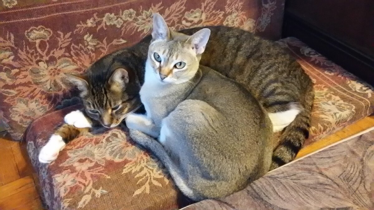 Той и Кузя часто спали рядом. Той грелся о тёплый бочок друга