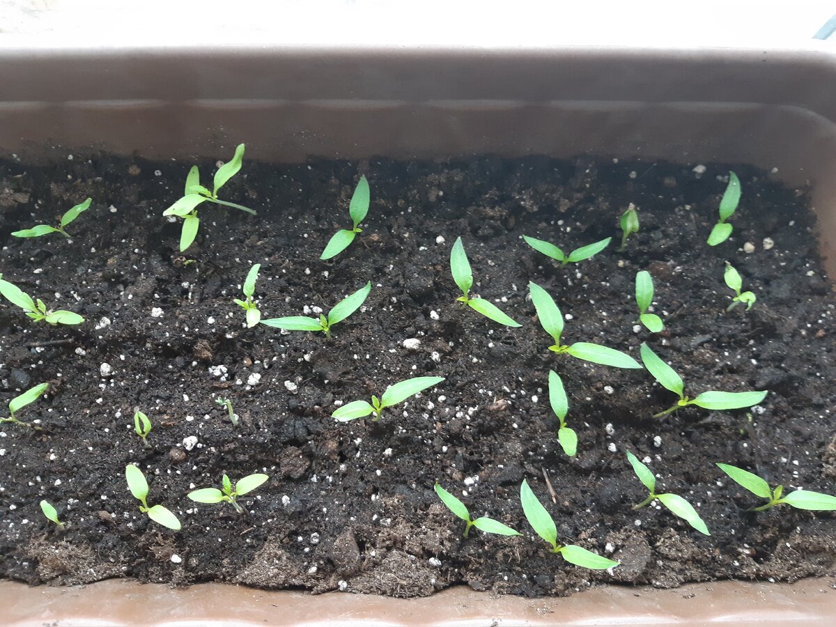 перцы красные сладкие 