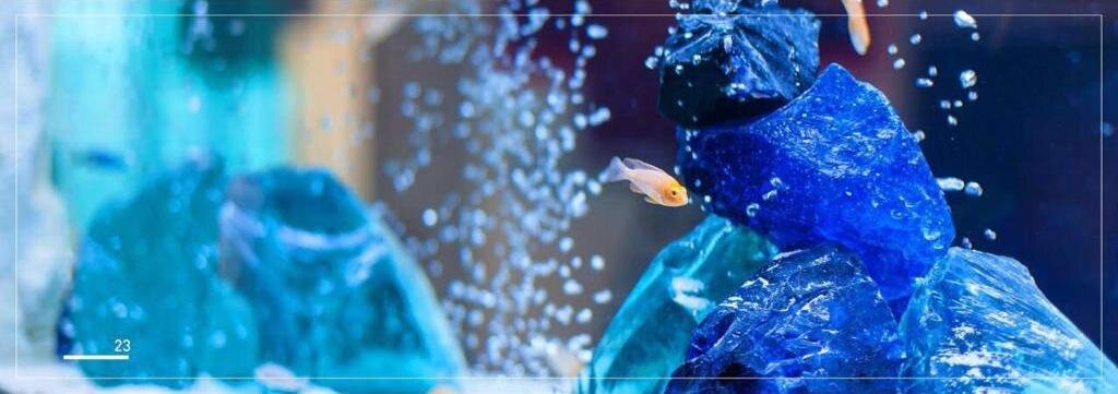 Все фотографии в статье, если не указано иначе, предоставлены www.sea-world.ru