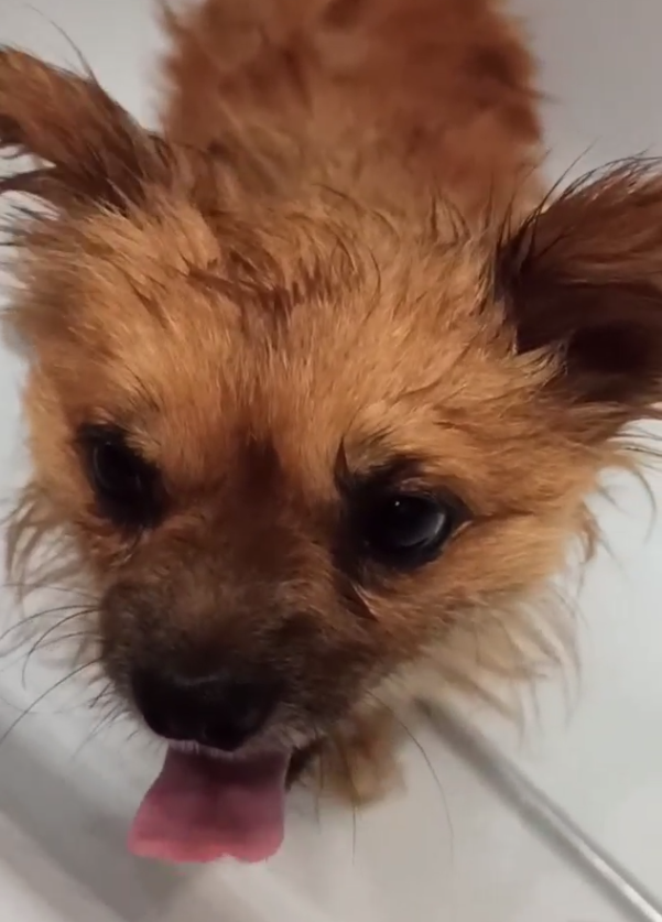 Это Арчи купается уже дома.