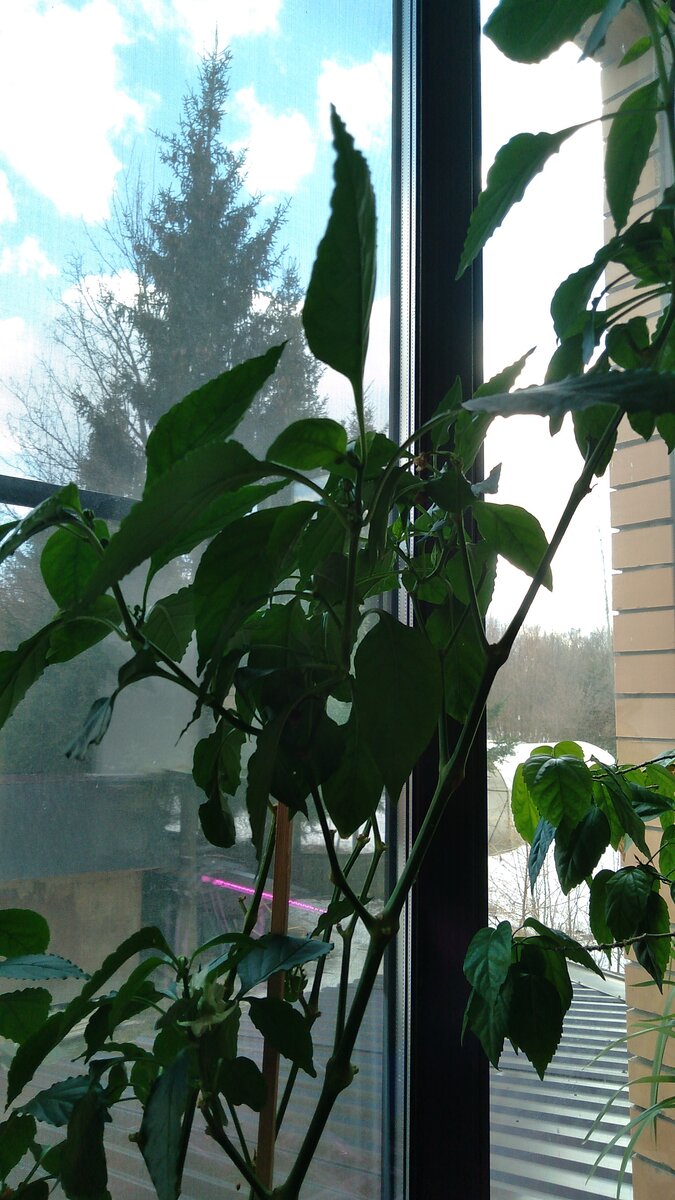 Не поверите, но это перец: он огромный. Его цветы, на первом фото.