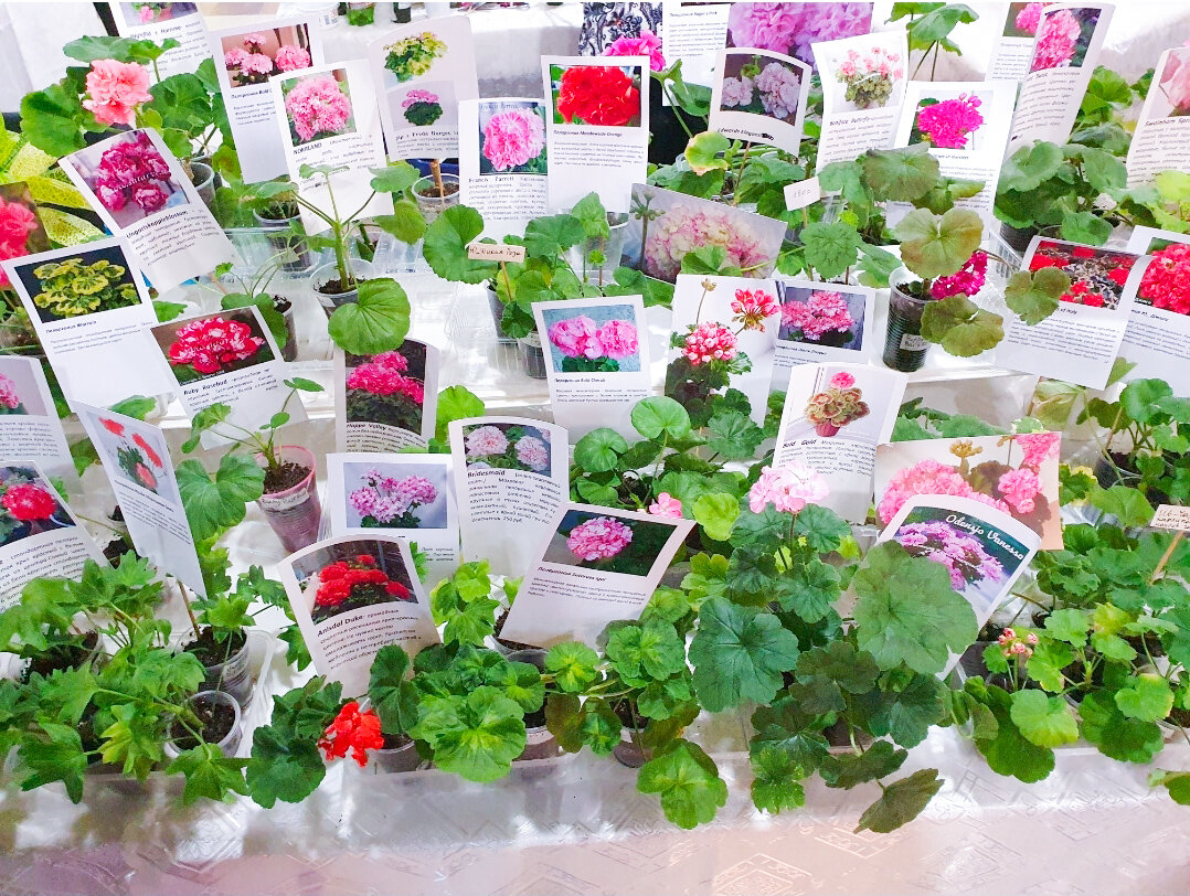 Для любителей пеларгоний – выбор есть