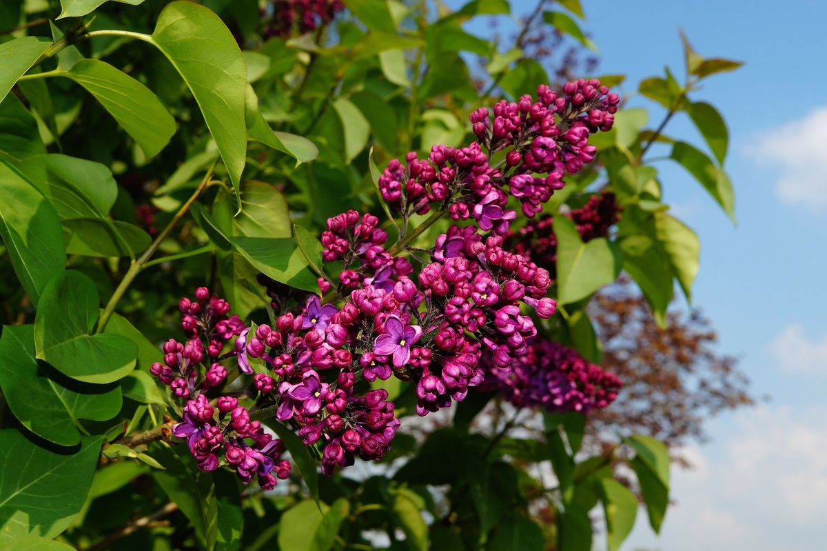 Фото с сайта Pixabay.com
