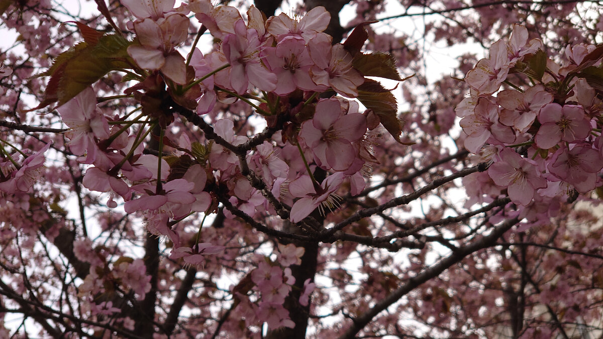 красивая обложка сакура. 5 сакур. сакура черри блоссом дерево. 5 сакур. 5 сакур.