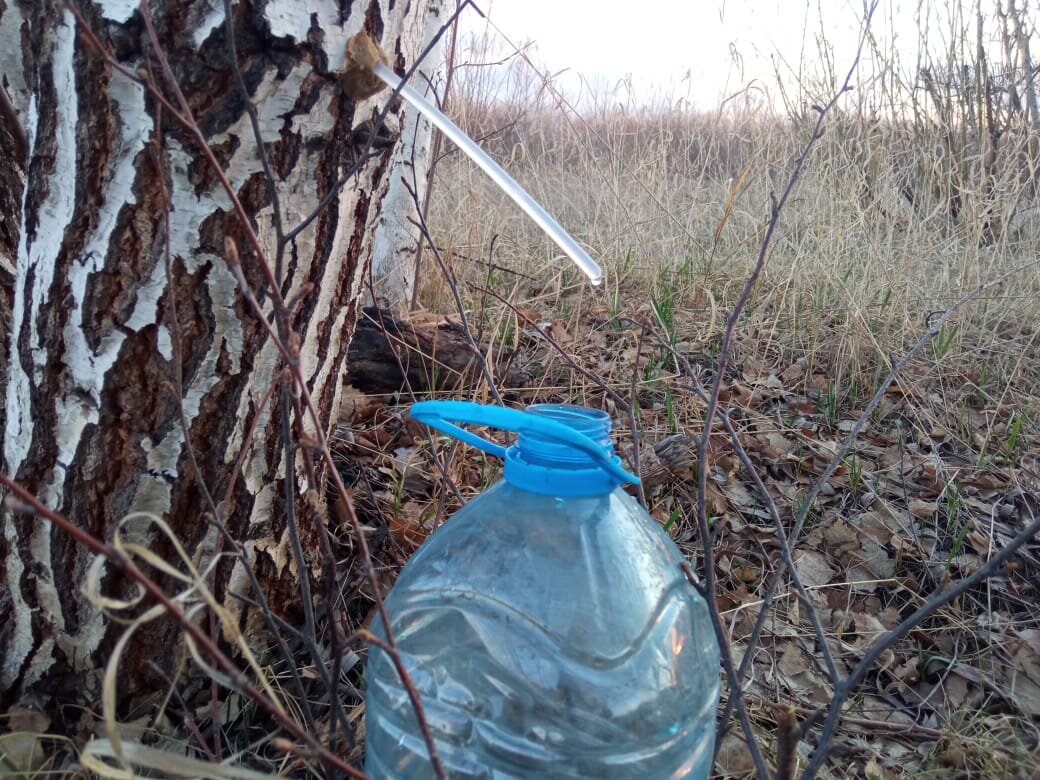 Собираю березовый сок.