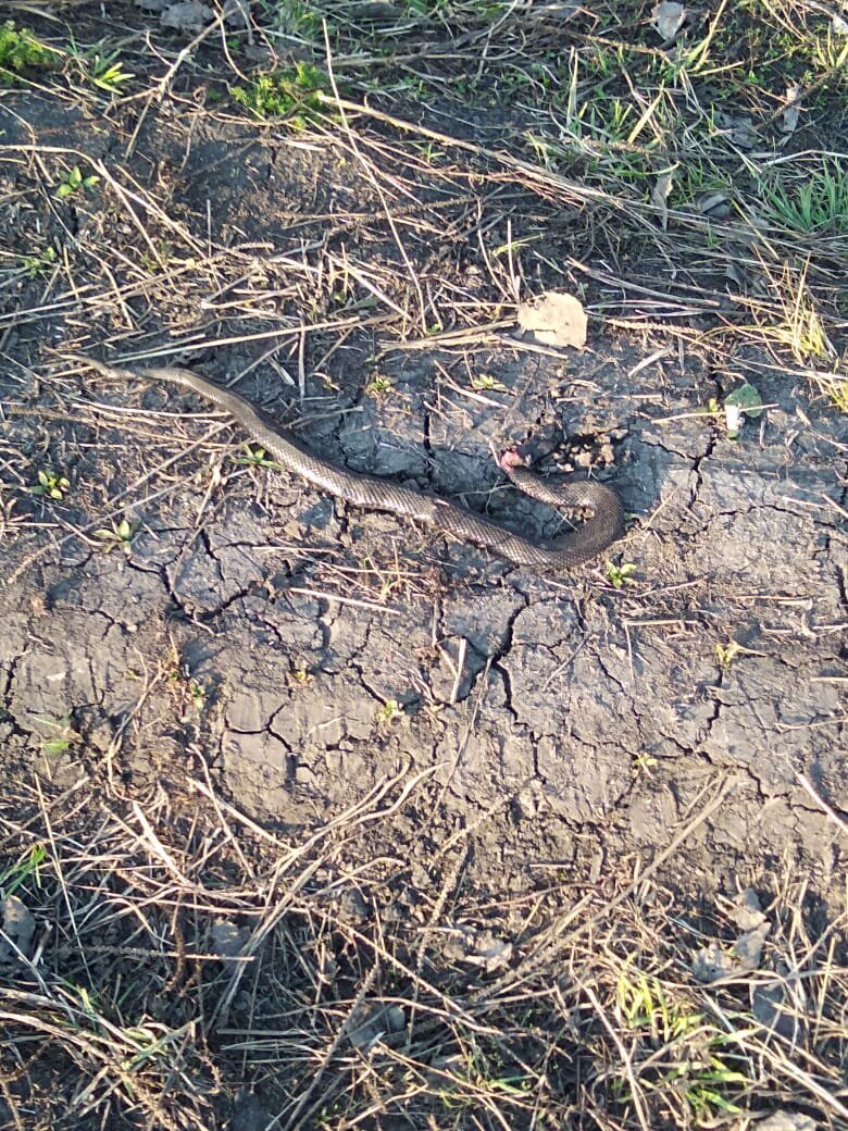 Обезглавленная змея. 