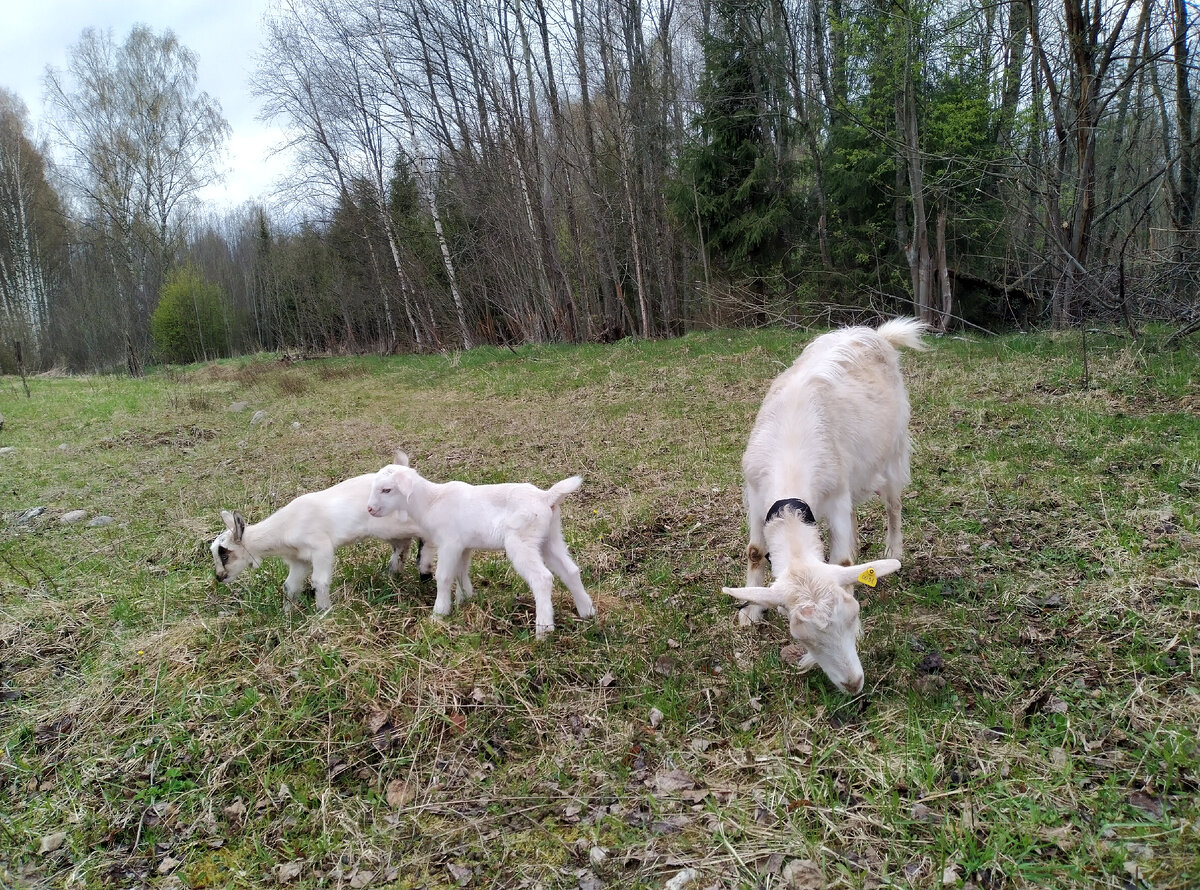 Клипса и её два козлёнка