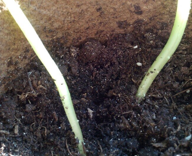 Корневые зачатки на стебельках огурцов. Можно огурцы заглубить.