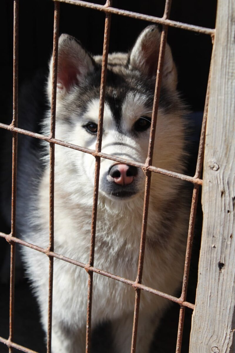 Возьмите меня домой!!!! Это дочка Кобы и Миры. 