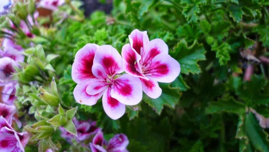 Пеларгонии ростов. Пеларгония криспум сайт санберст. Семена герани. Pelargonium crispum Eva. Герань Садовая семена.