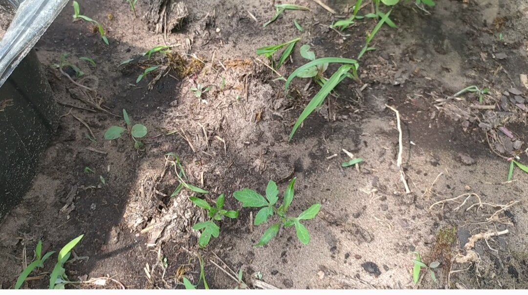 Самосев томатов в теплице.