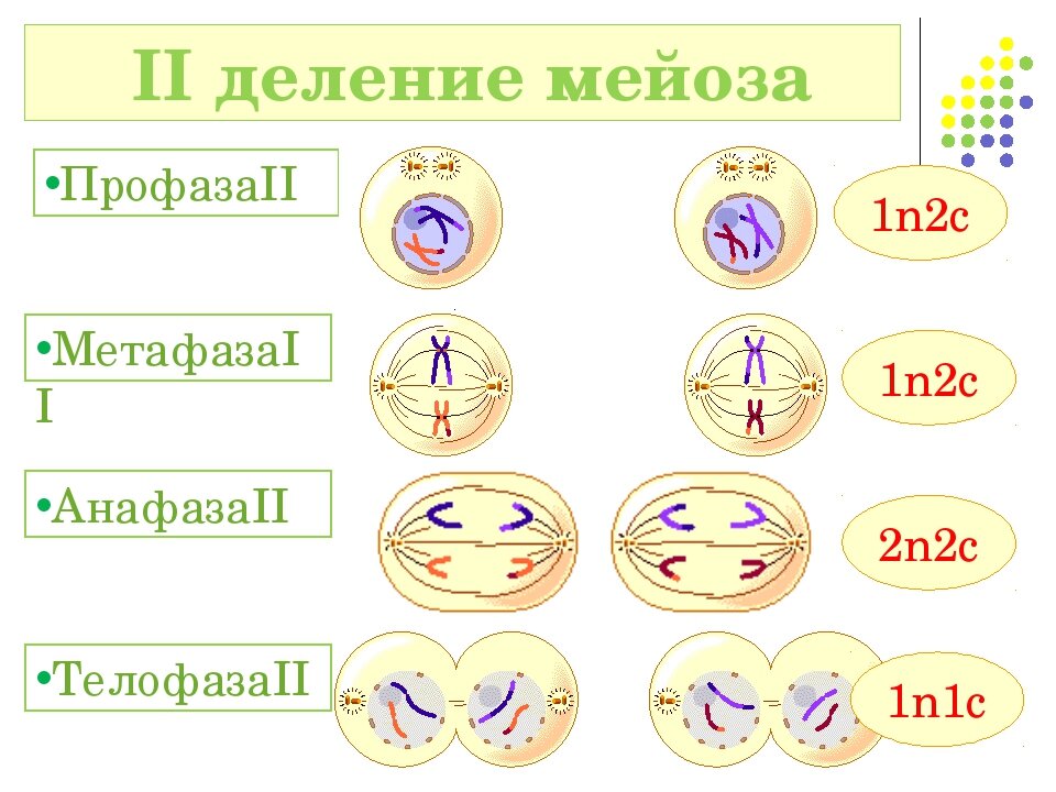 Профаза митоза сколько хромосом. Метафаза мейоза 1. Мейоз 2 схема по фазам. Телофаза мейоза 2. Мейоз 2 профаза 2 метафаза 2.