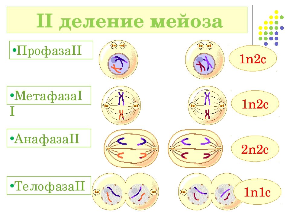 Деление клетки мейоз таблица