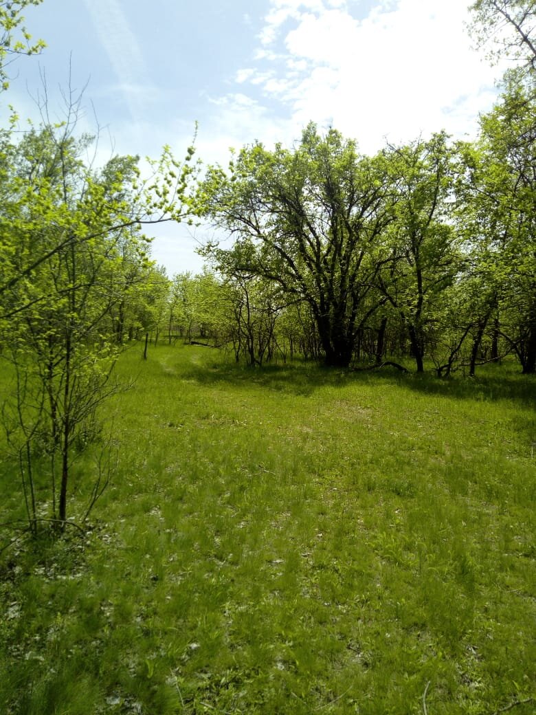    Начало мая. Всегда у меня уже лето пришло. Уже по настоящему пригревает солнышко, все вокруг зеленое и яркое. Лес с дикими фруктовыми деревьями в Усть- Донецком районе