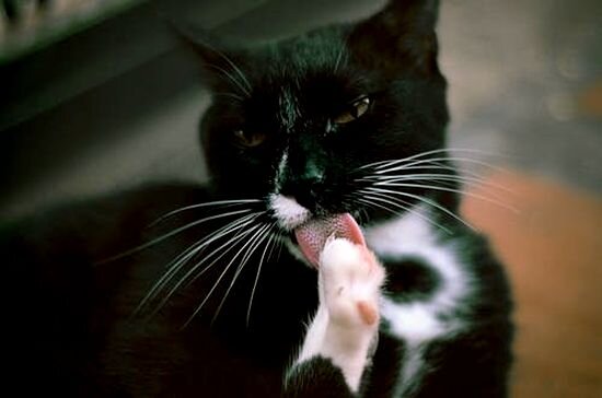 Почему они могут умываться до 15 раз в день!?