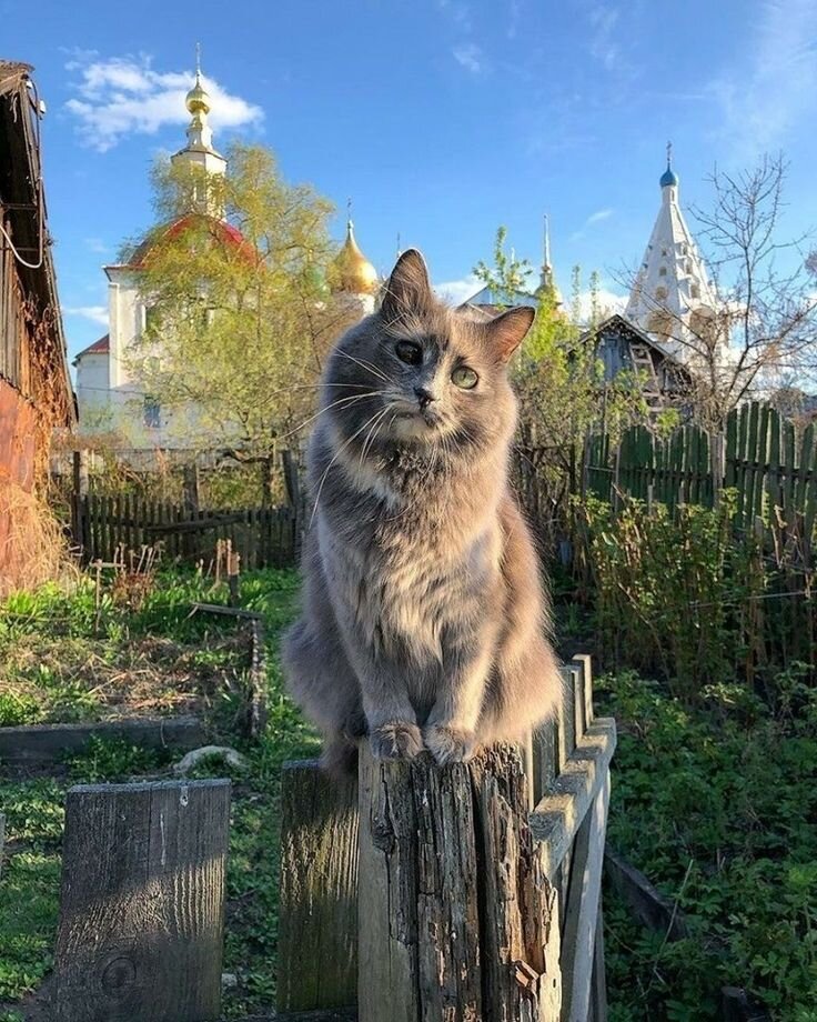 "Священник"