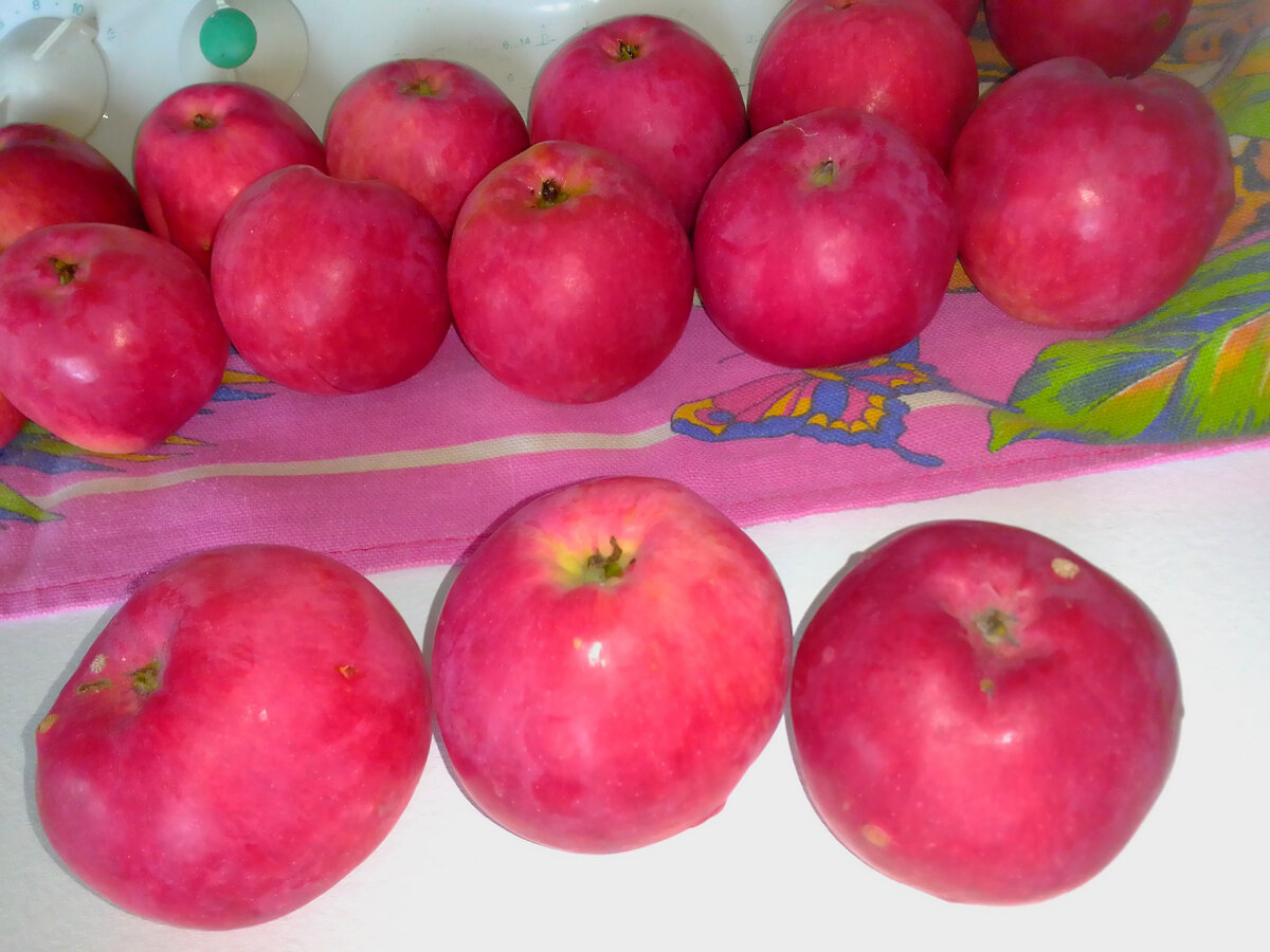 Мои яблочки, сорт Слава победителям